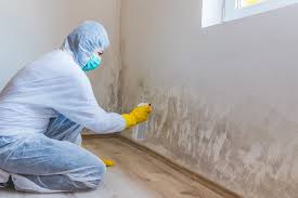 Best Black Mold Removal in Clay City, KY