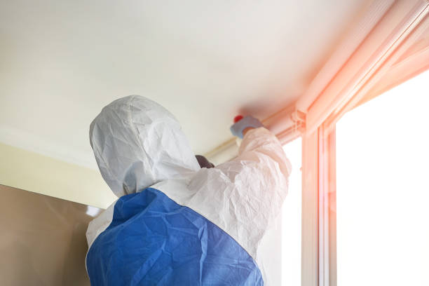 Best Mold Damage Restoration in Clay City, KY